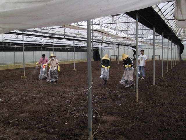 Vierme de dezinfectare a solului Agricultura, hrana & furaje
