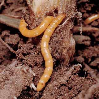 viermi de dezinfectare a solului papilom în tratamentul canalului toracic