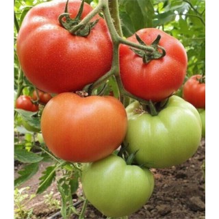 Seminte de tomate Marifet F1, 500 seminte