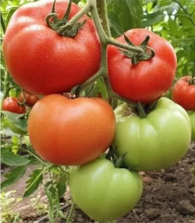 Seminte de tomate Marifet F1, 500 seminte