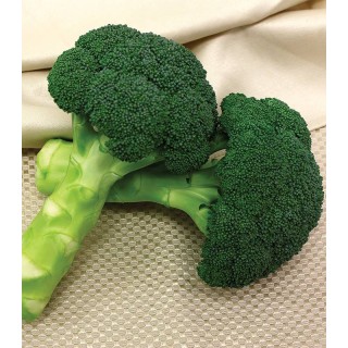 Seminte de broccoli Green Magic F1, 1000 seminte