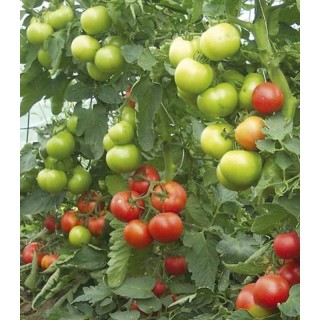 Seminte de tomate Opal BG F1