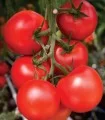 Seminte tomate Moldoveanu F1
