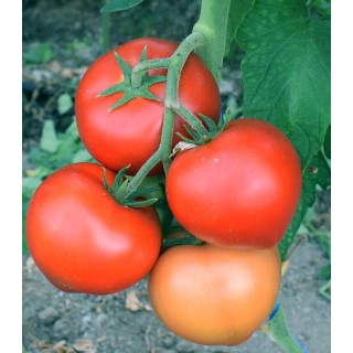 Seminte de tomate Havanna F1, sera Colibasi