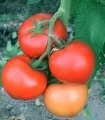 Seminte de tomate Havanna F1, sera Colibasi