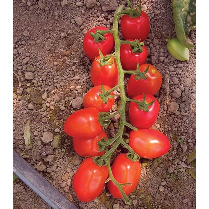 PO9152 F1 (Datterino), diverse ambalari