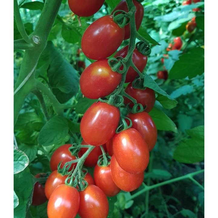 PO9152 F1 (Datterino), diverse ambalari