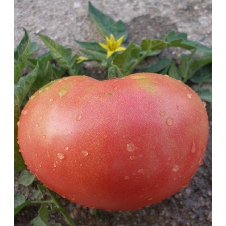 Seminte de tomate Rozov Magia (Magie Roz), 0.2 grame