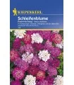 Lilicele Mix (75 seminte)