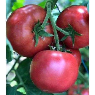 Seminte de tomate PinkID F1, 100 seminte