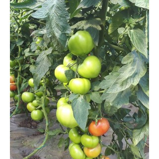 Seminte de tomate Boniusa F1, 250 seminte
