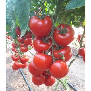 Seminte de tomate Donnatino F1, 250 seminte