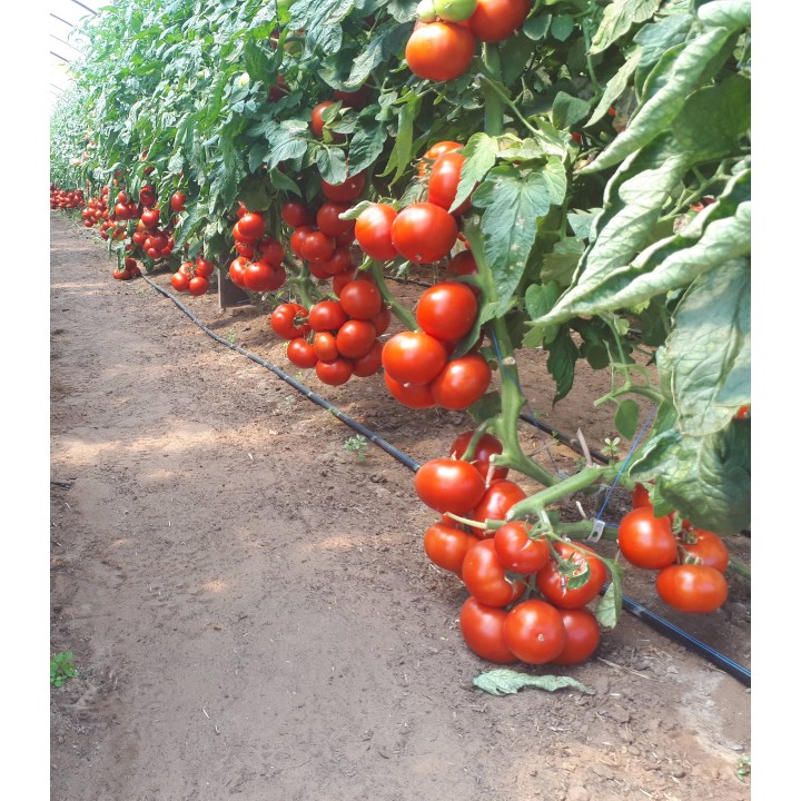 Seminte de tomate Donnatino F1, 250 seminte