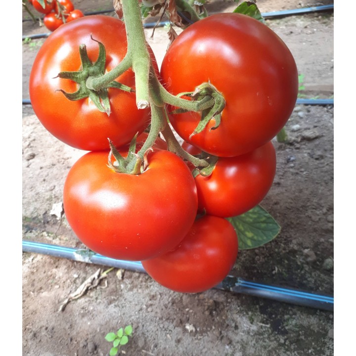 Seminte de tomate Motril F1, 250 seminte