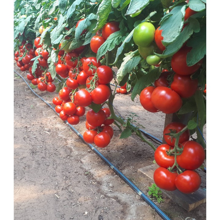 Seminte de tomate Motril F1, 250 seminte