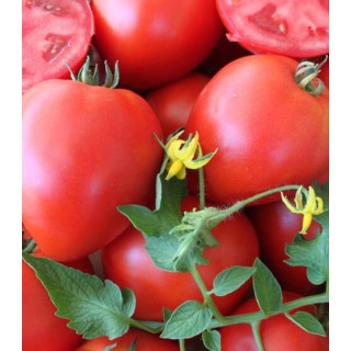 Seminte de tomate Armira F1, 50 seminte