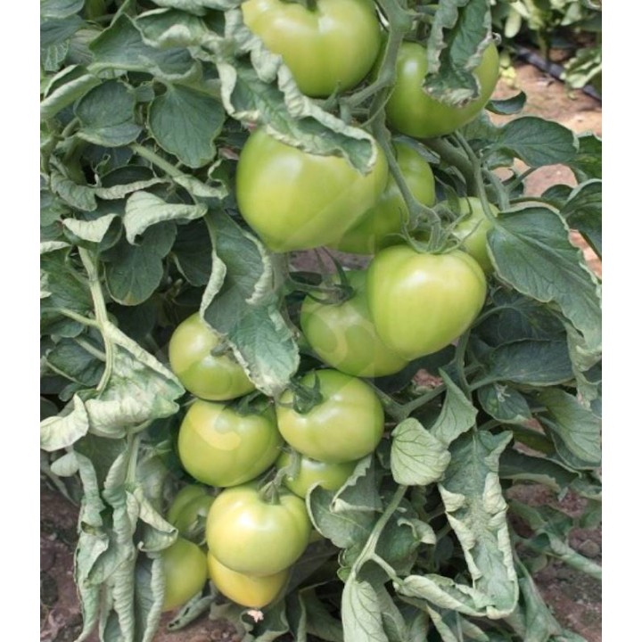 Seminte de tomate Armira F1, 50 seminte