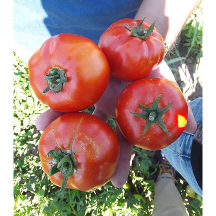 Seminte de tomate Godoria F1, 1000 seminte