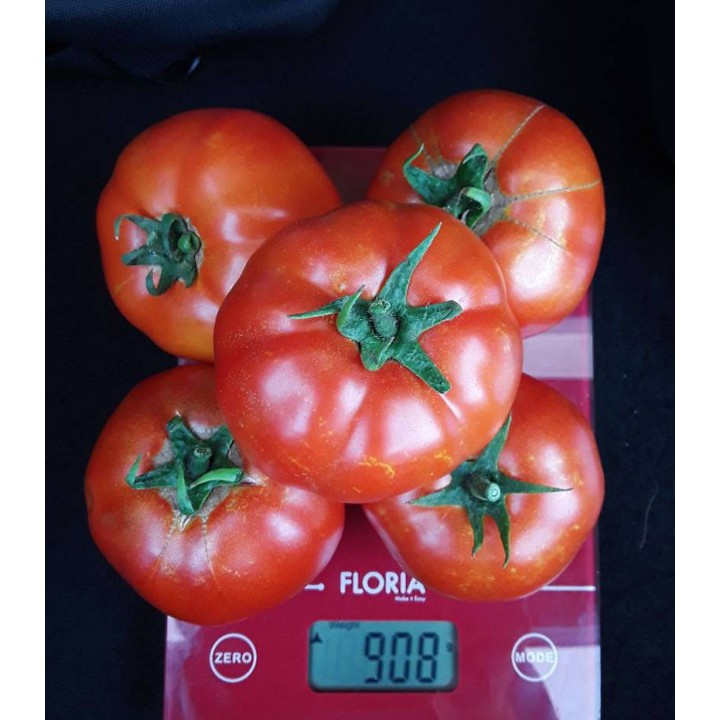 Seminte de tomate Godoria F1, 1000 seminte