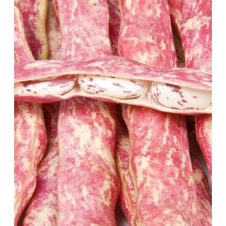 Seminte de fasole pentru boabe Horticultural Taylor, 1 kilogram