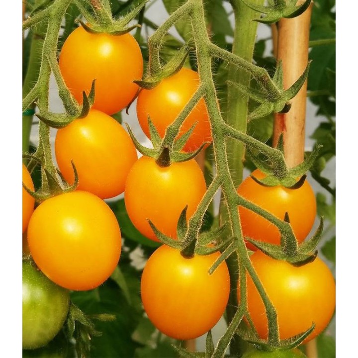 Seminte de tomate Cherry Orange, 0.3 grame