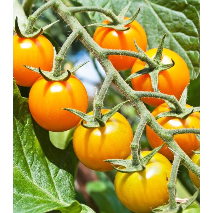 Seminte de tomate Cherry Orange, 0.3 grame