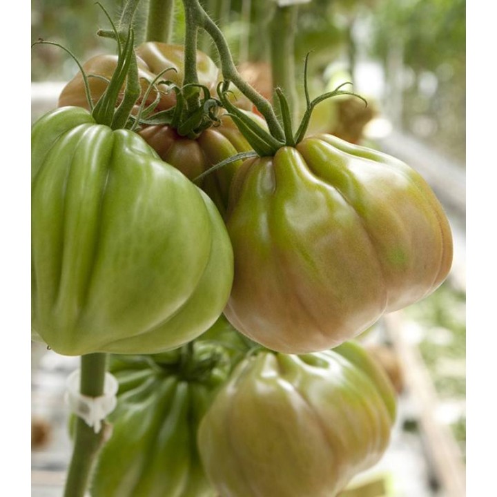 Seminte de tomate Gigawak F1, 500 seminte