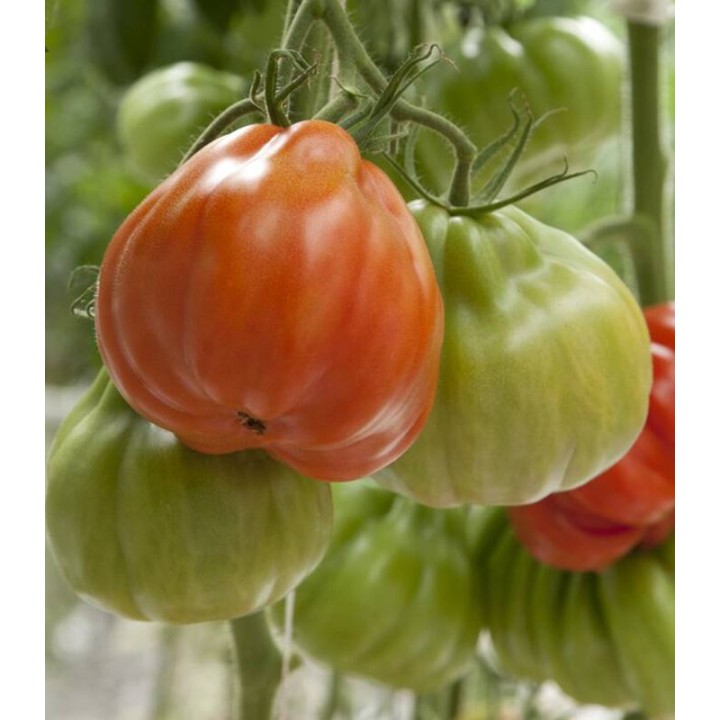 Seminte de tomate Gigawak F1, 500 seminte