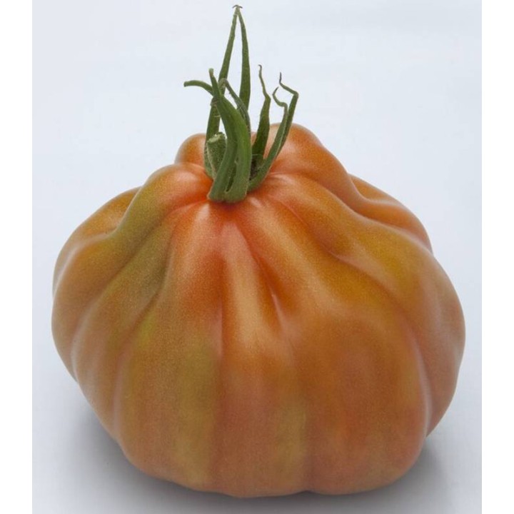 Seminte de tomate Gigawak F1, 500 seminte