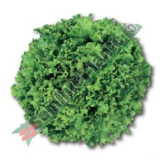 Seminte de salata creata Funtasia