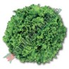 Seminte de salata creata Funtasia