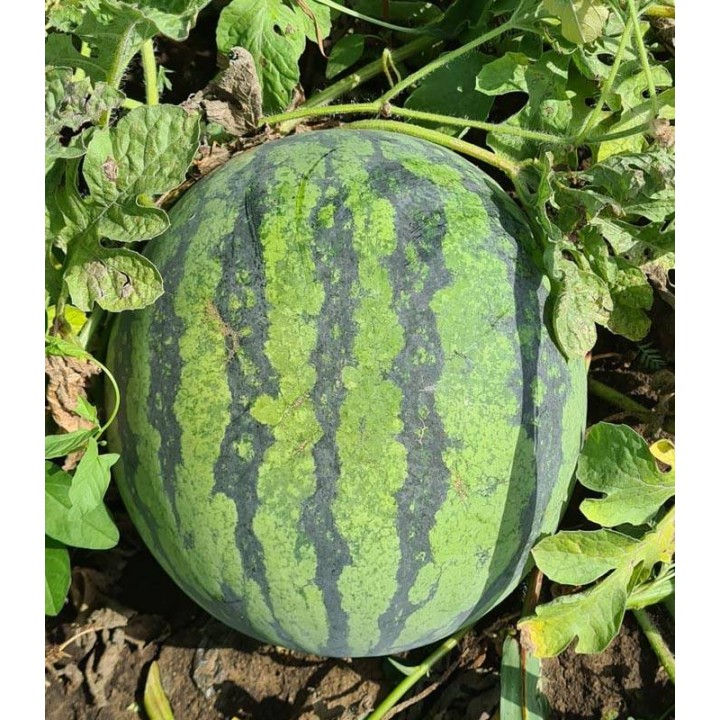 Seminte de pepene Seed Zero F1, 500 seminte