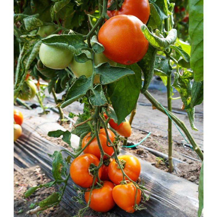 Seminte de tomate Zaraza, 1000 seminte