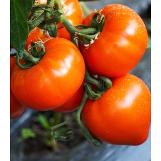 Seminte de tomate Zaraza, 100 seminte