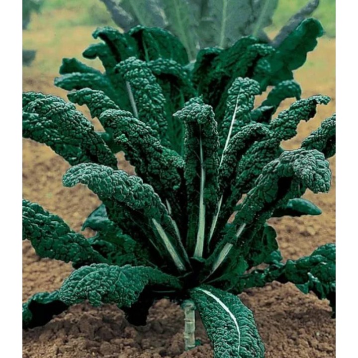 Varza Kale Nero di Toscana - 50 grame