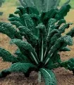 Varza Kale Nero di Toscana - 50 grame