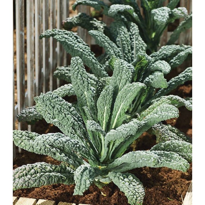 Varza Kale Nero di Toscana - 4 grame