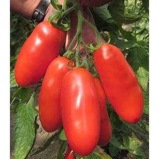 Seminte de tomate Bengala F1, 100 seminte