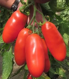 Seminte de tomate Bengala F1, 100 seminte