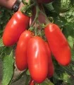 Seminte de tomate Bengala F1, 100 seminte