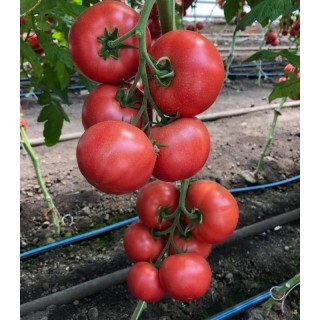 Seminte de tomate Manusa RZ F1, 1000 seminte