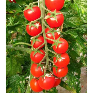 Seminte de tomate cherry Porpora F1, 500 seminte