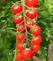 Seminte de tomate cherry Porpora F1, 500 seminte