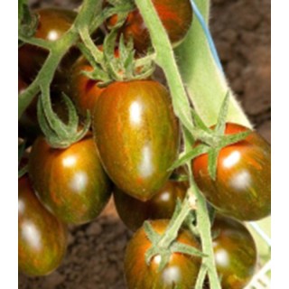 Seminte de tomate cherry Crispino Plum F1, 500 seminte