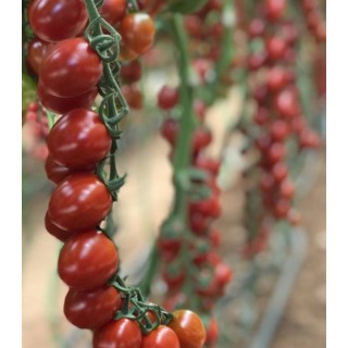 Seminte de tomate cherry Tutti Frutti F1, 250 seminte