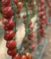Seminte de tomate cherry Tutti Frutti F1, 250 seminte