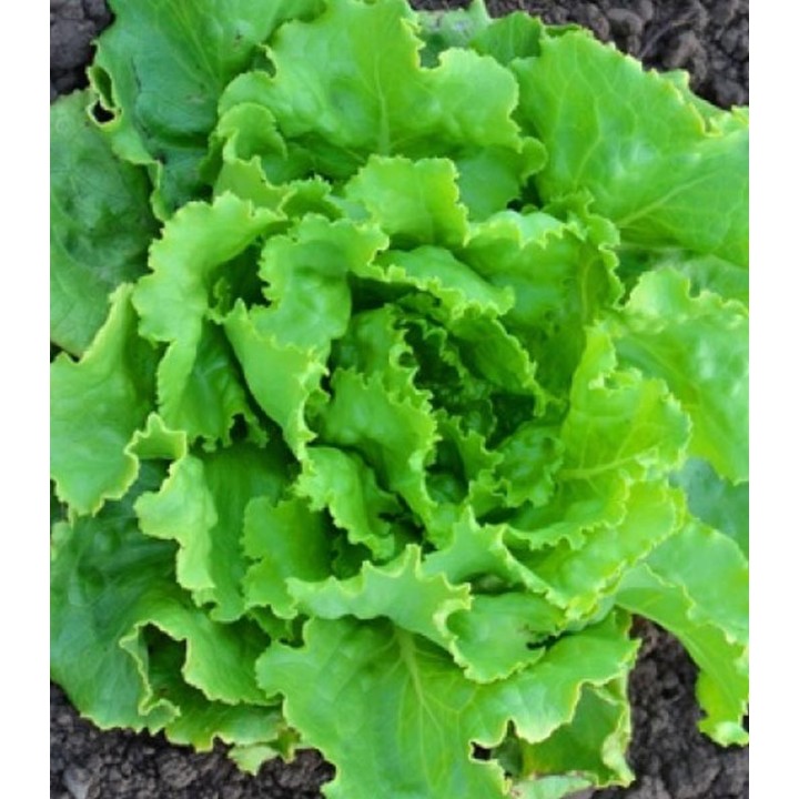 Seminte de salata Deliane, 10 grame