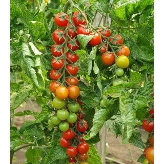 Seminte de tomate cherry Minoprio F1