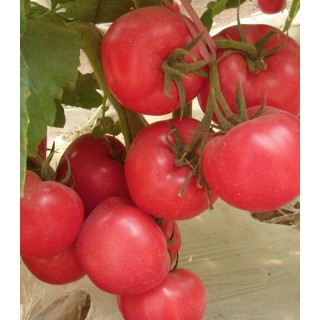 Seminte de tomate Rozy F1, 100 seminte