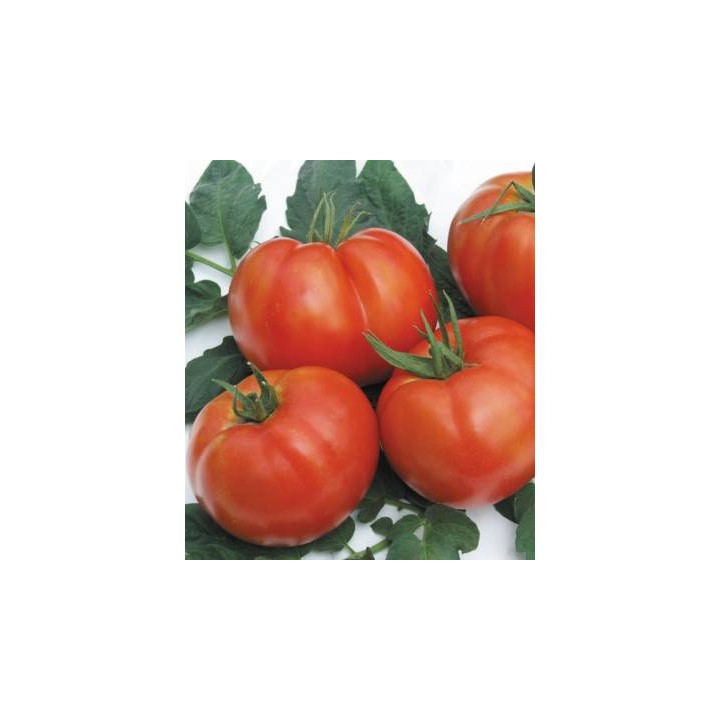 Seminte de tomate Rila F1, 2500 seminte